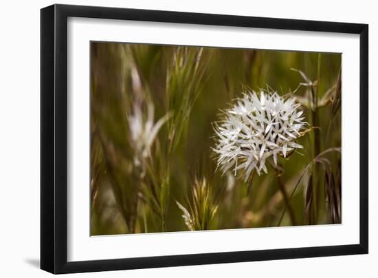 Antelope Valley-Janice Sullivan-Framed Giclee Print