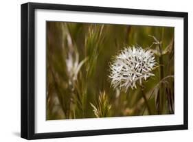 Antelope Valley-Janice Sullivan-Framed Giclee Print