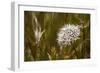 Antelope Valley-Janice Sullivan-Framed Giclee Print