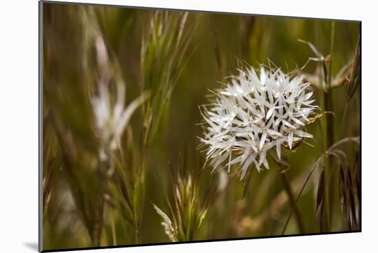 Antelope Valley-Janice Sullivan-Mounted Giclee Print