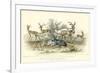 Antelope Varieties-J. Stewart-Framed Art Print