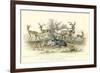 Antelope Varieties-J. Stewart-Framed Art Print