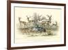 Antelope Varieties-J. Stewart-Framed Art Print