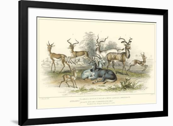 Antelope Varieties-J. Stewart-Framed Art Print