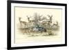 Antelope Varieties-J. Stewart-Framed Art Print