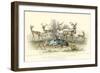 Antelope Varieties-J. Stewart-Framed Art Print