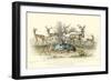 Antelope Varieties-J. Stewart-Framed Art Print