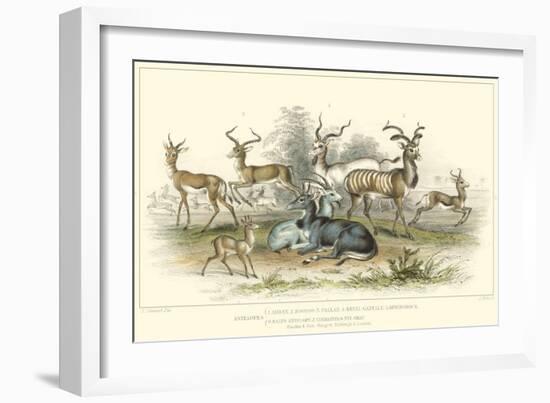 Antelope Varieties-J. Stewart-Framed Art Print