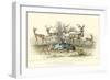 Antelope Varieties-J. Stewart-Framed Art Print