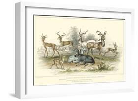 Antelope Varieties-J. Stewart-Framed Art Print