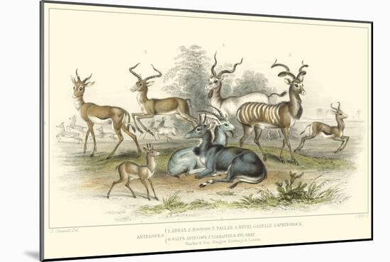 Antelope Varieties-J. Stewart-Mounted Art Print