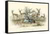 Antelope Varieties-J. Stewart-Framed Stretched Canvas