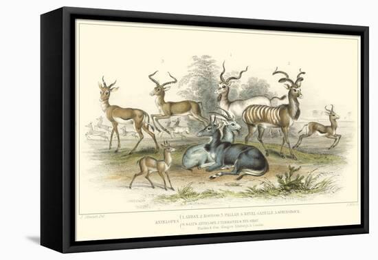 Antelope Varieties-J. Stewart-Framed Stretched Canvas