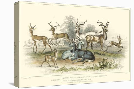 Antelope Varieties-J. Stewart-Stretched Canvas