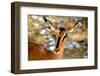 Antelope-bah69-Framed Photographic Print