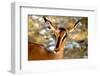 Antelope-bah69-Framed Photographic Print