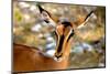 Antelope-bah69-Mounted Photographic Print