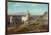 Antelope-Albert Bierstadt-Framed Giclee Print