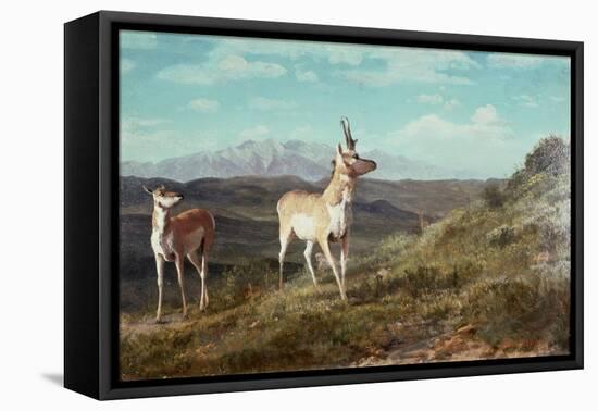 Antelope-Albert Bierstadt-Framed Stretched Canvas