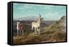 Antelope-Albert Bierstadt-Framed Stretched Canvas