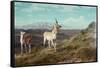 Antelope-Albert Bierstadt-Framed Stretched Canvas