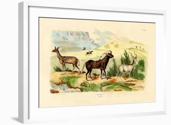 Antelopes, 1833-39-null-Framed Giclee Print