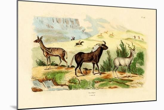 Antelopes, 1833-39-null-Mounted Giclee Print