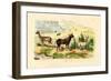 Antelopes, 1833-39-null-Framed Giclee Print