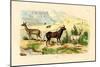 Antelopes, 1833-39-null-Mounted Giclee Print