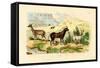 Antelopes, 1833-39-null-Framed Stretched Canvas