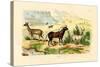 Antelopes, 1833-39-null-Stretched Canvas