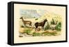 Antelopes, 1833-39-null-Framed Stretched Canvas