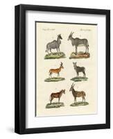 Antelopes and Gazelles-null-Framed Premium Giclee Print