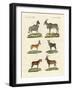 Antelopes and Gazelles-null-Framed Giclee Print