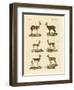 Antelopes and Gazelles-null-Framed Premium Giclee Print