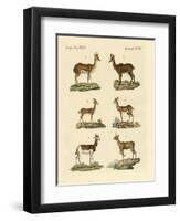 Antelopes and Gazelles-null-Framed Premium Giclee Print