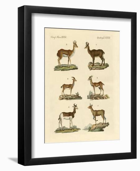 Antelopes and Gazelles-null-Framed Premium Giclee Print