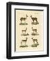 Antelopes and Gazelles-null-Framed Premium Giclee Print