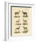 Antelopes and Gazelles-null-Framed Premium Giclee Print