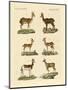 Antelopes and Gazelles-null-Mounted Premium Giclee Print