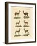 Antelopes and Gazelles-null-Framed Giclee Print