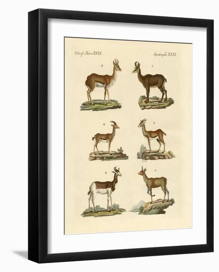 Antelopes and Gazelles-null-Framed Giclee Print