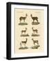 Antelopes and Gazelles-null-Framed Giclee Print