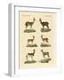 Antelopes and Gazelles-null-Framed Giclee Print