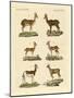 Antelopes and Gazelles-null-Mounted Giclee Print