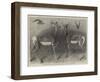 Antelopes from Soudan, in the Gardens of the Zoological Society-null-Framed Giclee Print