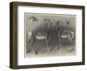 Antelopes from Soudan, in the Gardens of the Zoological Society-null-Framed Giclee Print