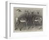 Antelopes from Soudan, in the Gardens of the Zoological Society-null-Framed Giclee Print