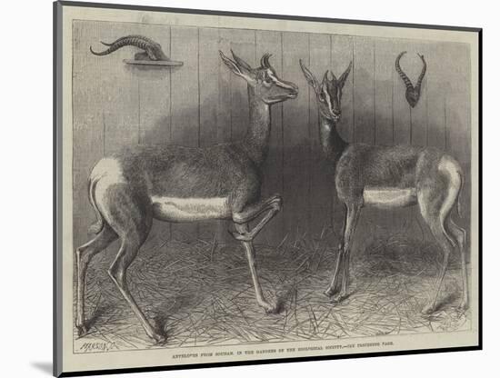 Antelopes from Soudan, in the Gardens of the Zoological Society-null-Mounted Giclee Print