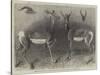Antelopes from Soudan, in the Gardens of the Zoological Society-null-Stretched Canvas